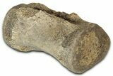 Fossil Dinosaur (Thescelosaurus) Caudal Vertebra - Montana #114537-1